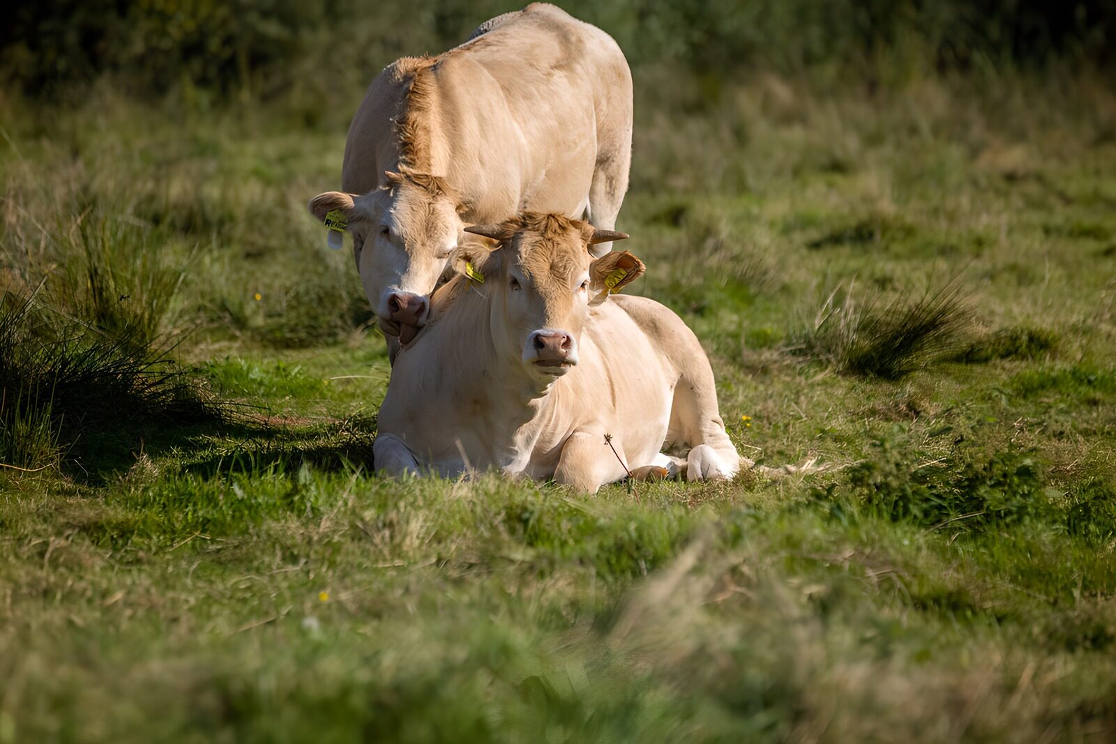 OCUK44758: Two Cows Relaxing in the Field