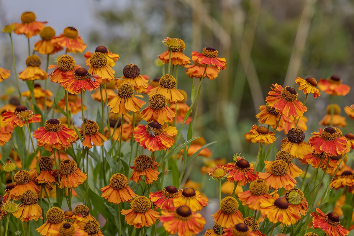 OCUK84301: Vibrant Orange and Yellow Flowers