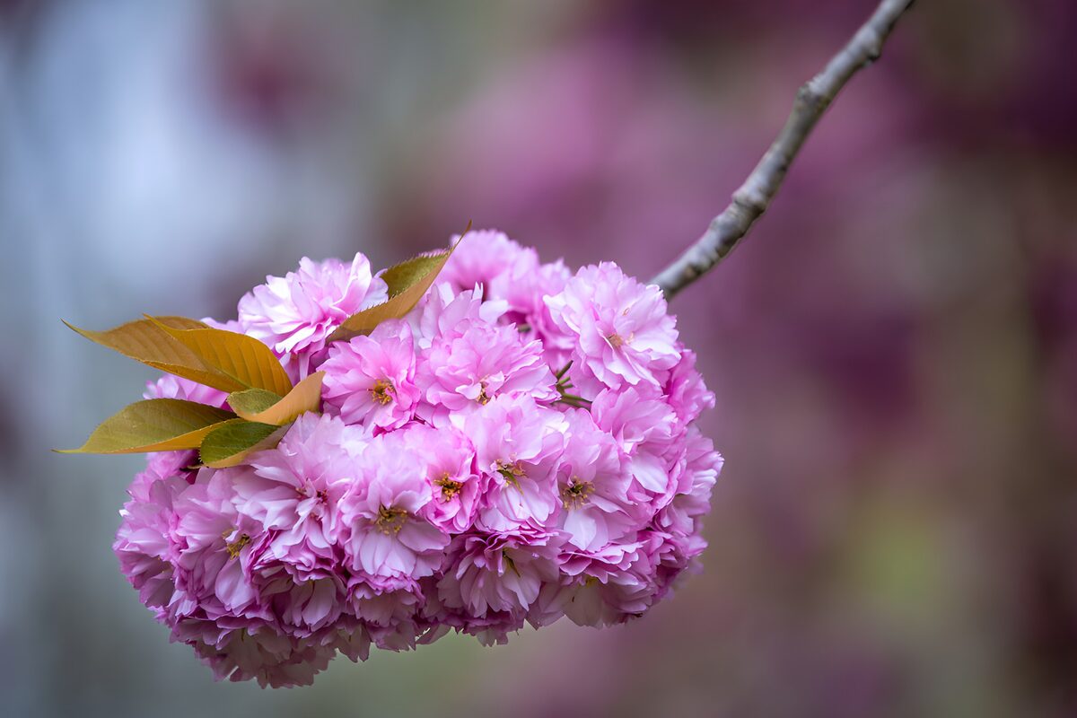 OCUK26196: Delicate Pink Cherry Blossoms in Bloom