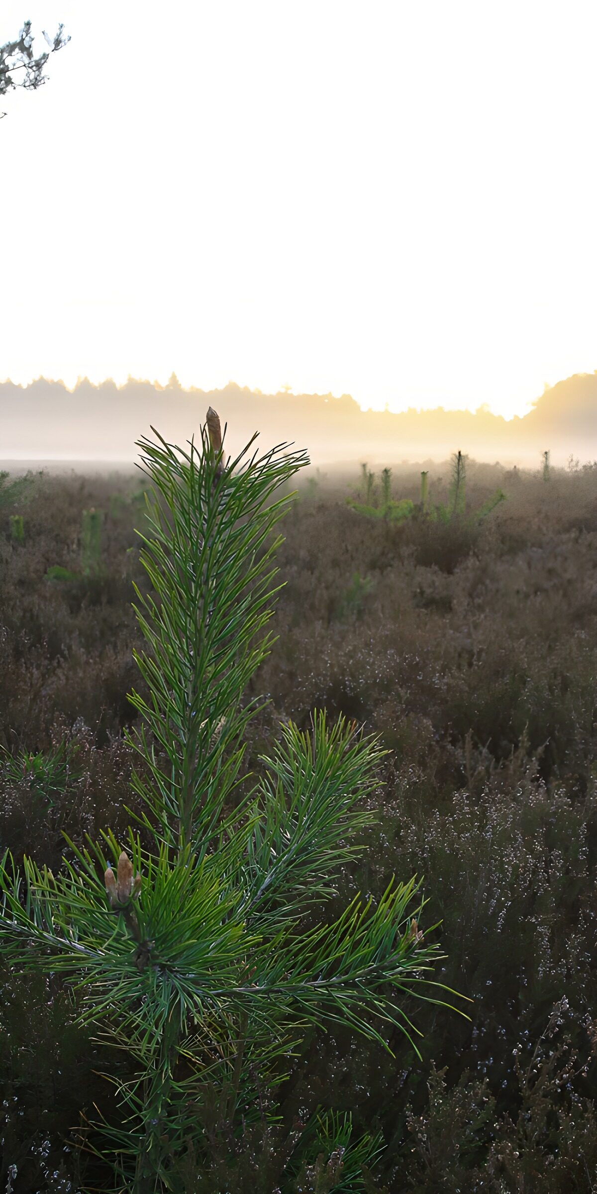 OCUK55029: Misty Sunrise Over Green Pines
