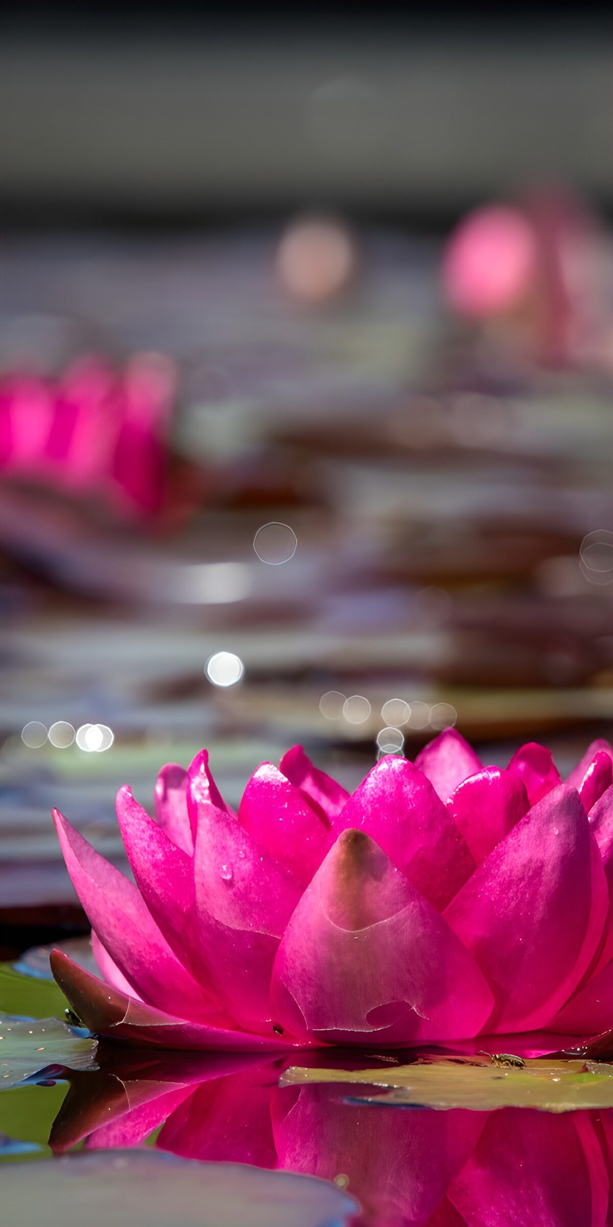 OCUK34077: Vibrant Pink Water Lily Blossoms
