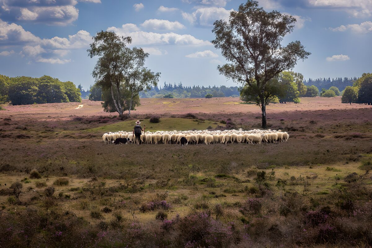 OCUK48523: Shepherd and Flock in Purple Heather