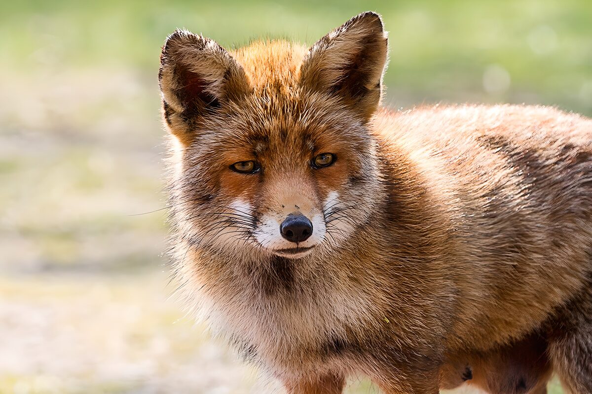 OCUK46783: Captivating Fox in Natural Habitat
