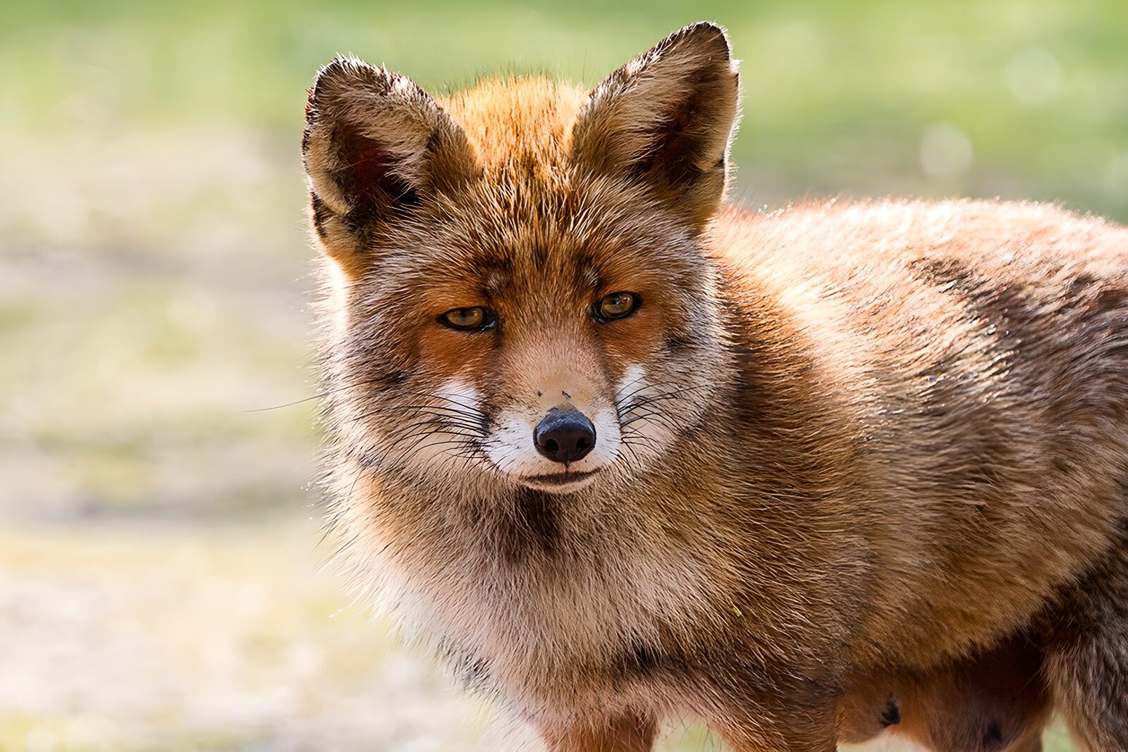 OCUK46783: Captivating Fox in Natural Habitat