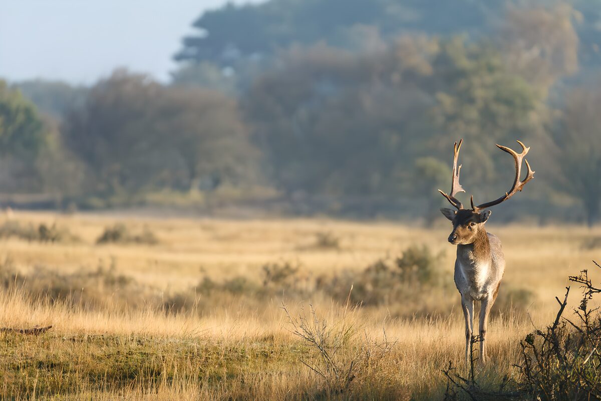 OCUK16699: Majestic Fallow Deer in Sunrise Landscape