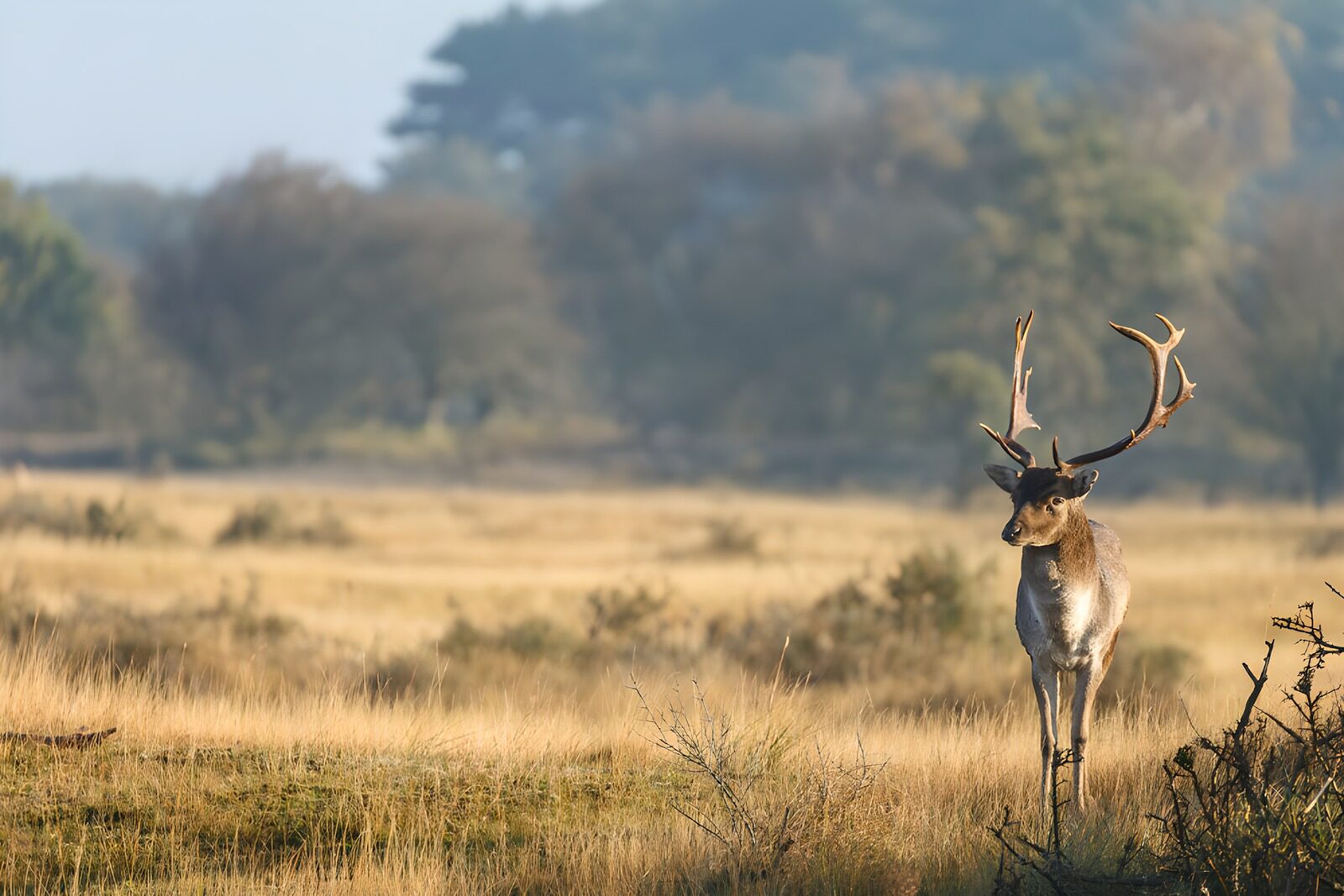 OCUK16699: Majestic Fallow Deer in Sunrise Landscape