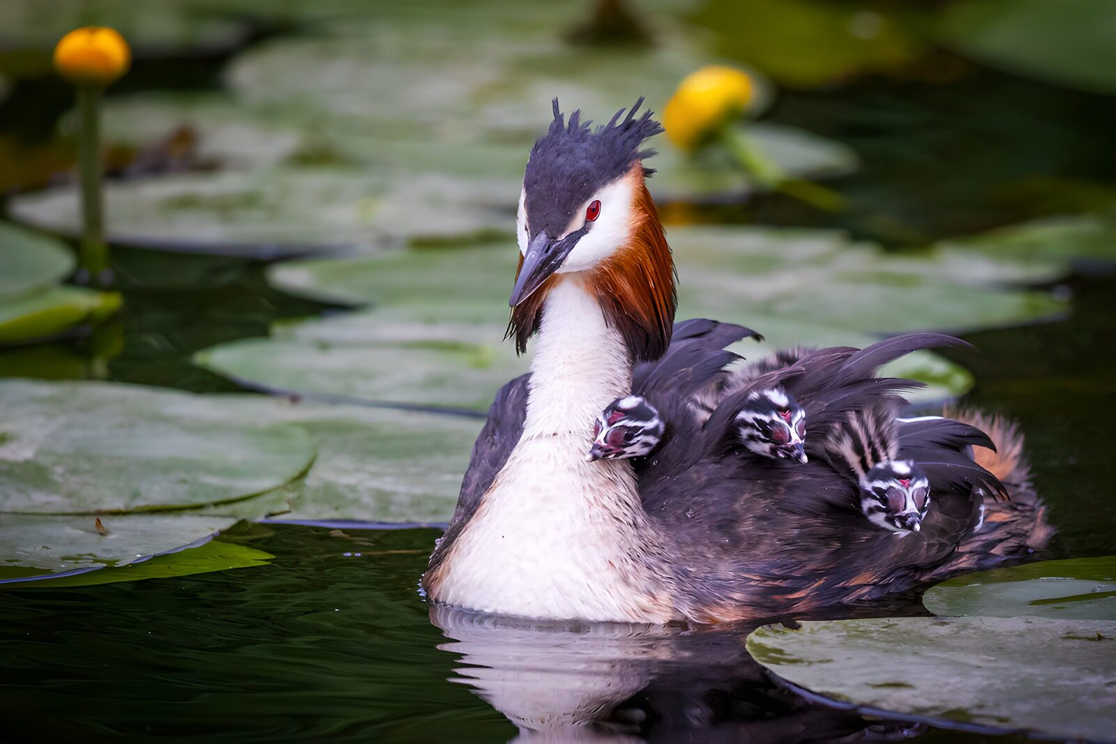 OCUK30764: Mother Bird with Chicks on Water Lily Pads