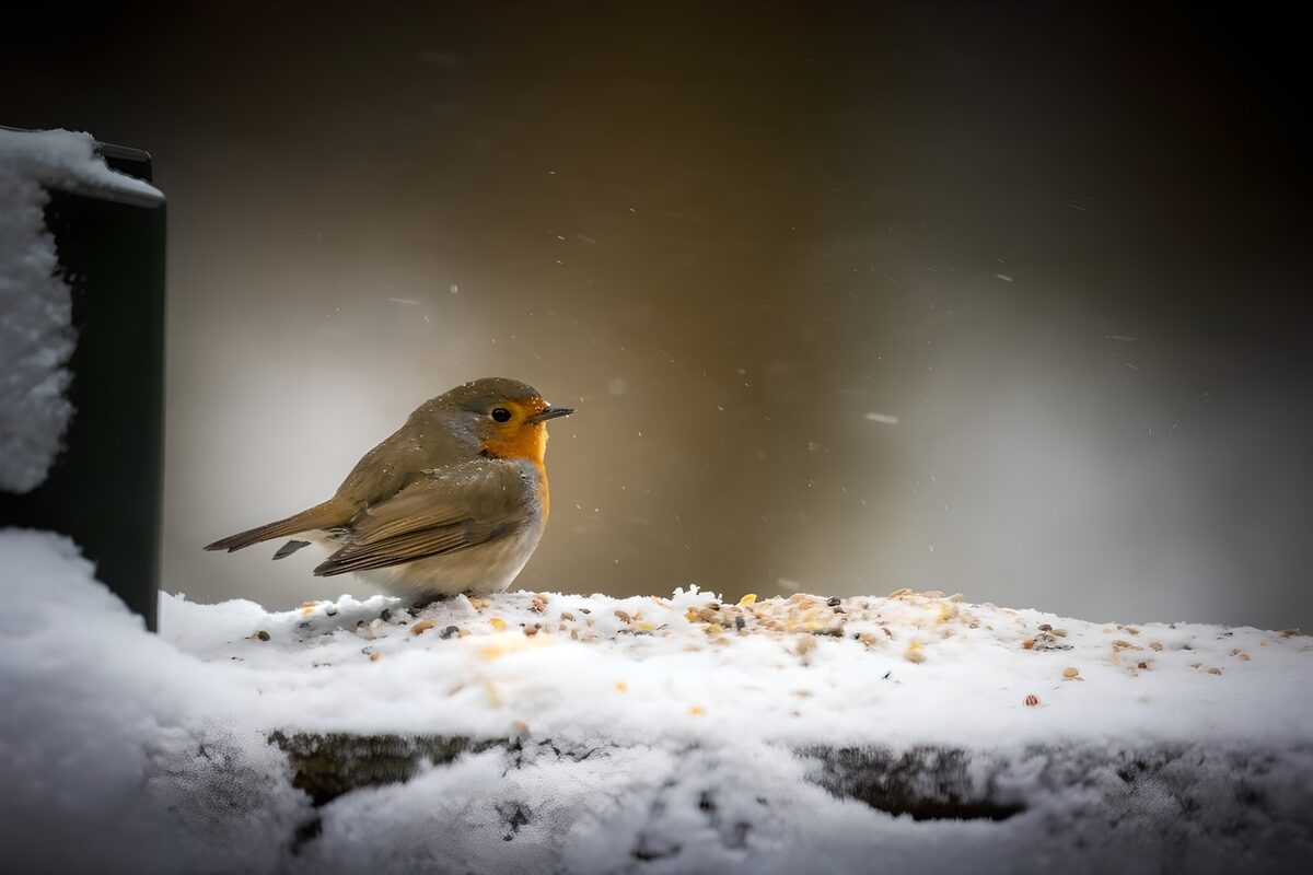 OCUK19808: Winter's Delight: A Robin's Resilience