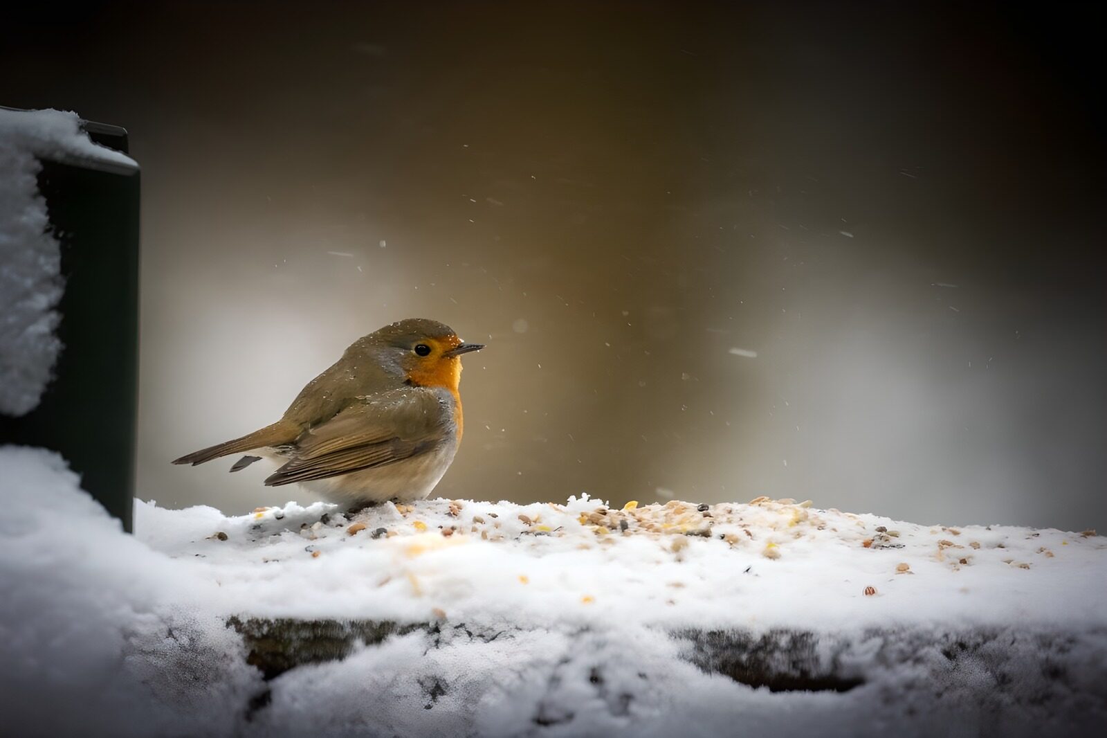 OCUK19808: Winter's Delight: A Robin's Resilience