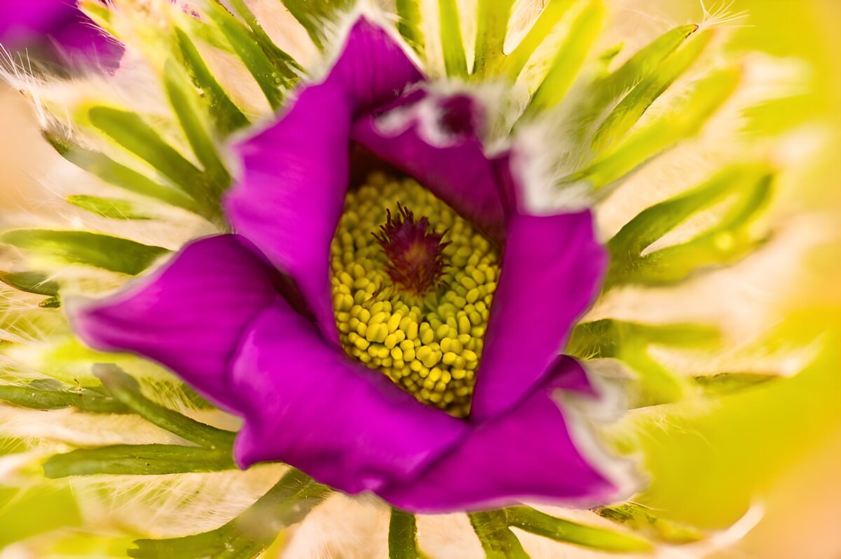 Flower photo 155