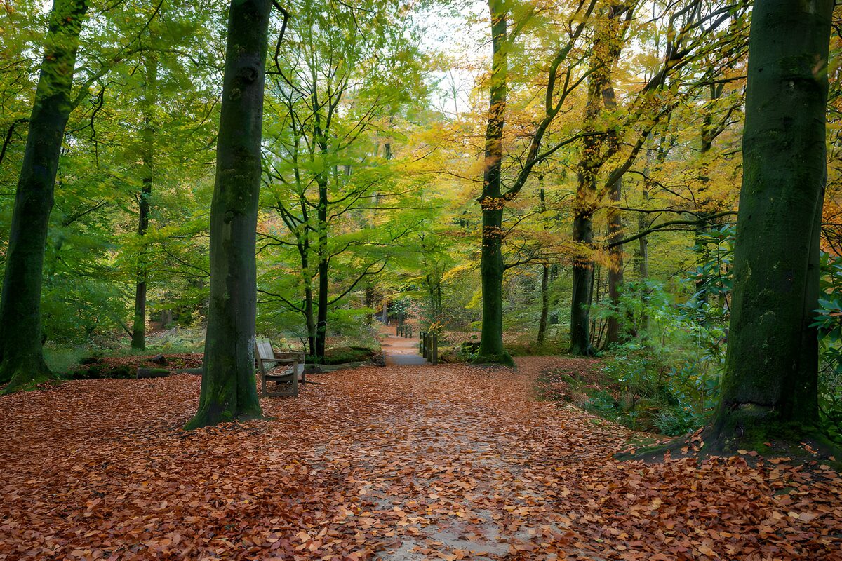 OCUK75700: Serene Autumn Path in the Woods