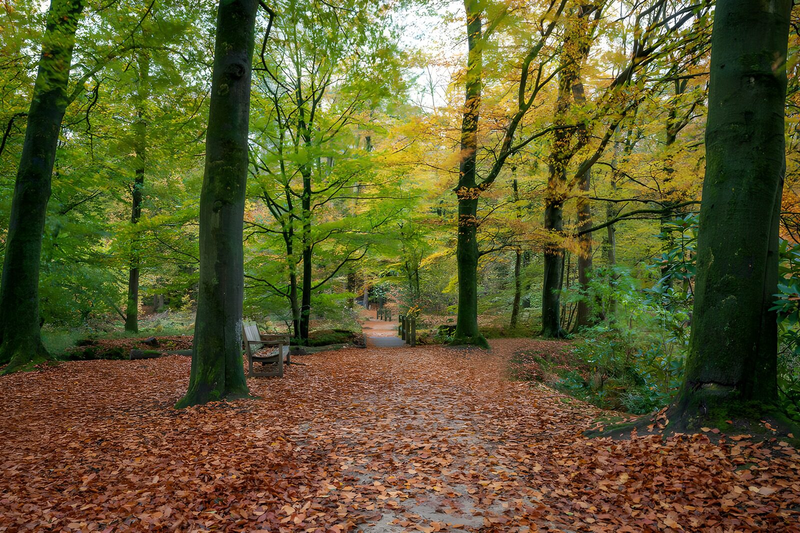 OCUK75700: Serene Autumn Path in the Woods