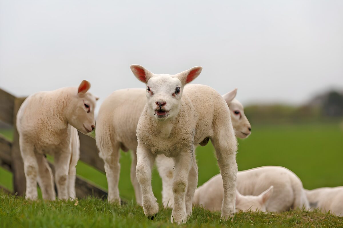 OCUK29604: Playful Lambs in Green Pastures