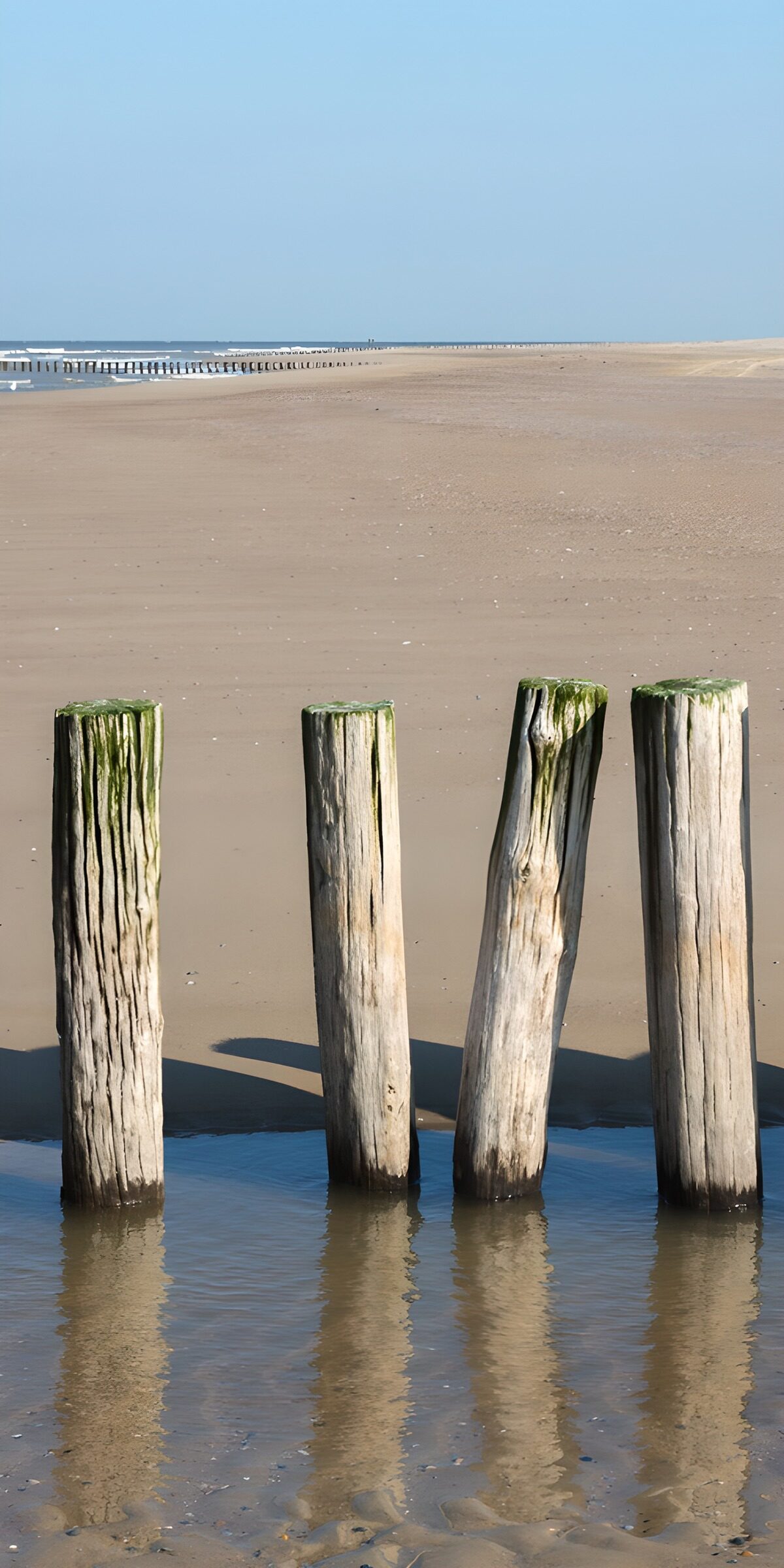 OCUK53197: Weathered Pilings on a Tranquil Shore