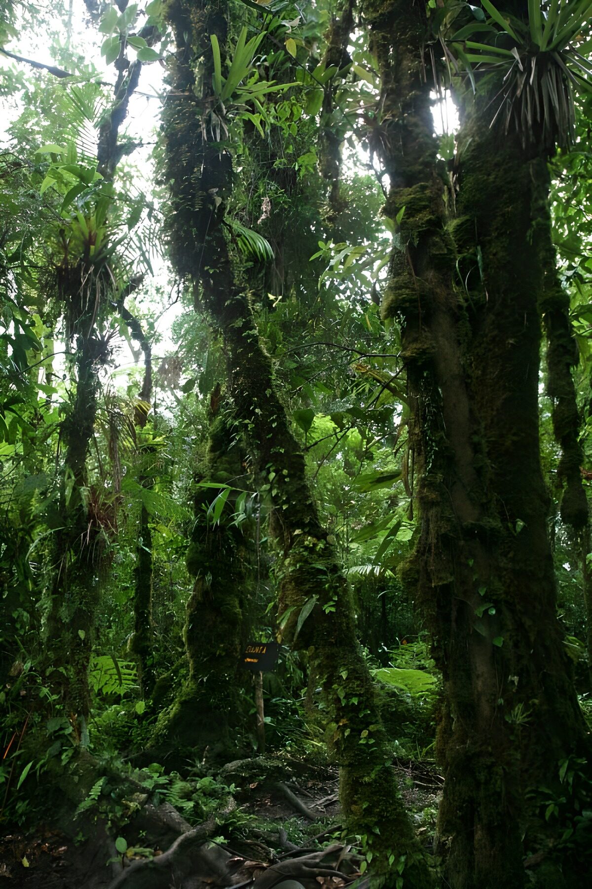 Lush Tropical Rainforest Scene