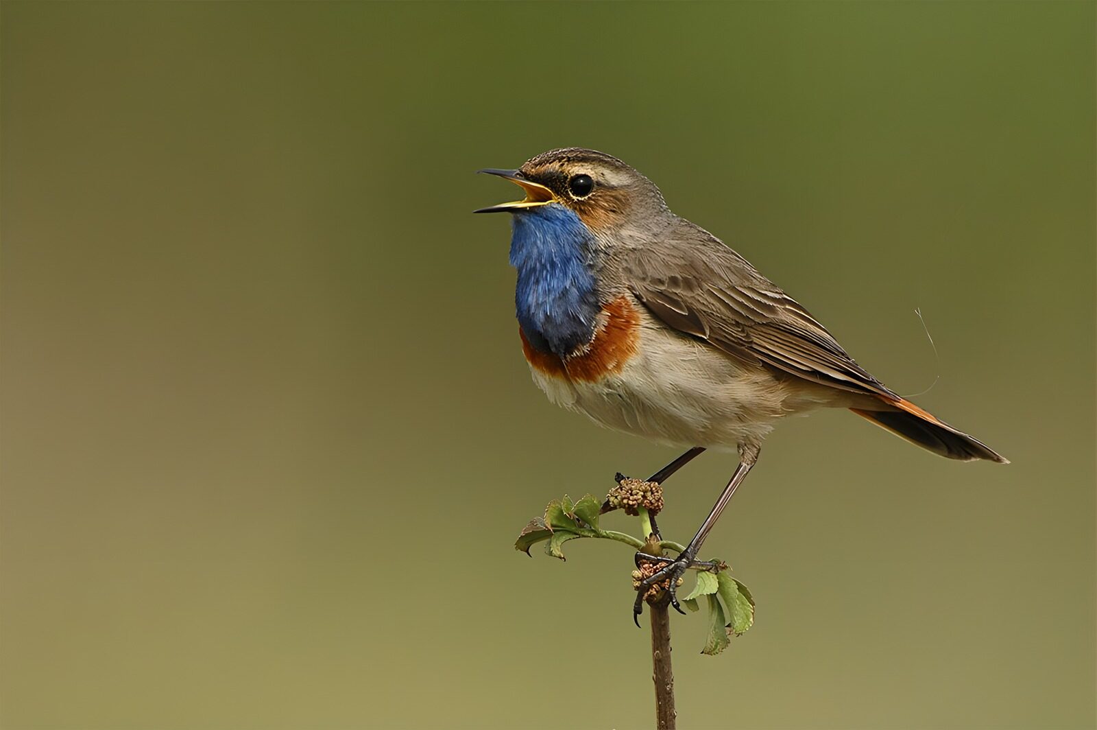 OCUK16839: Charming Bluethroat in Song