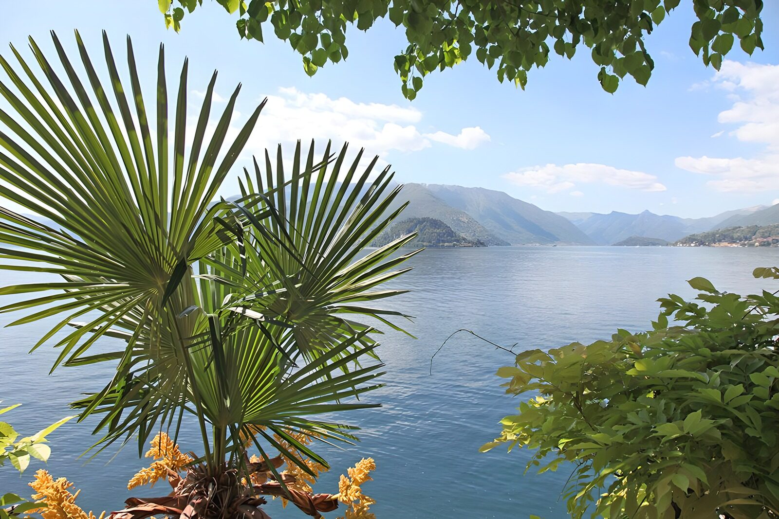 OCUK99677: Serene Lake View Amidst Lush Foliage