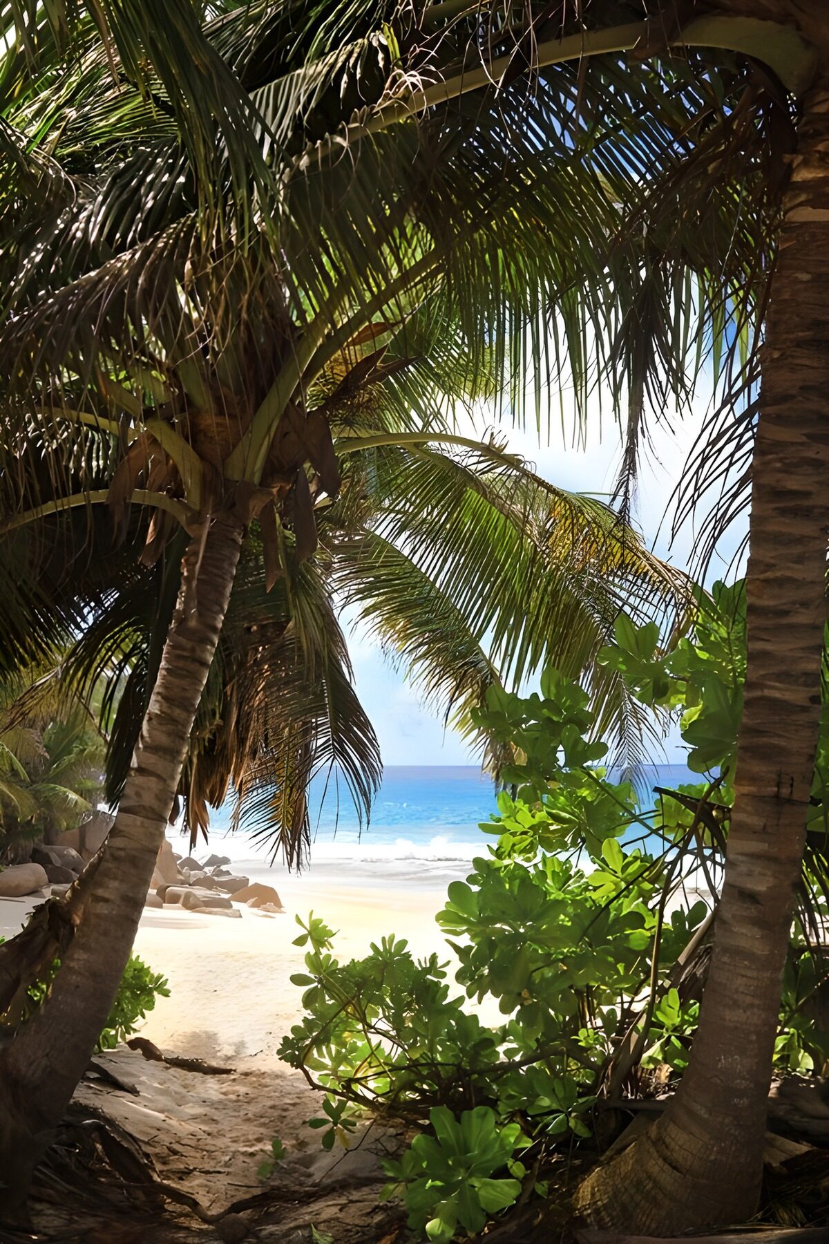 OCUK85874: Tropical Paradise Through the Palms