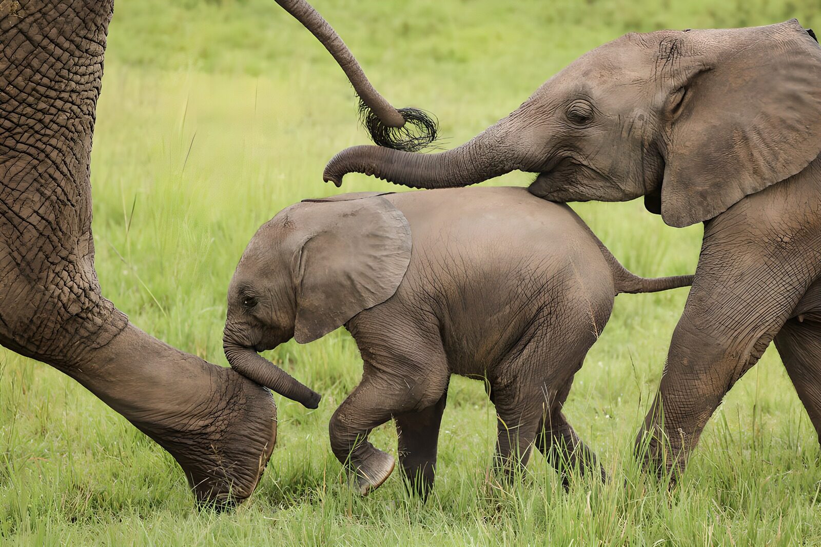 OCUK99052: Joyful Family of Elephants
