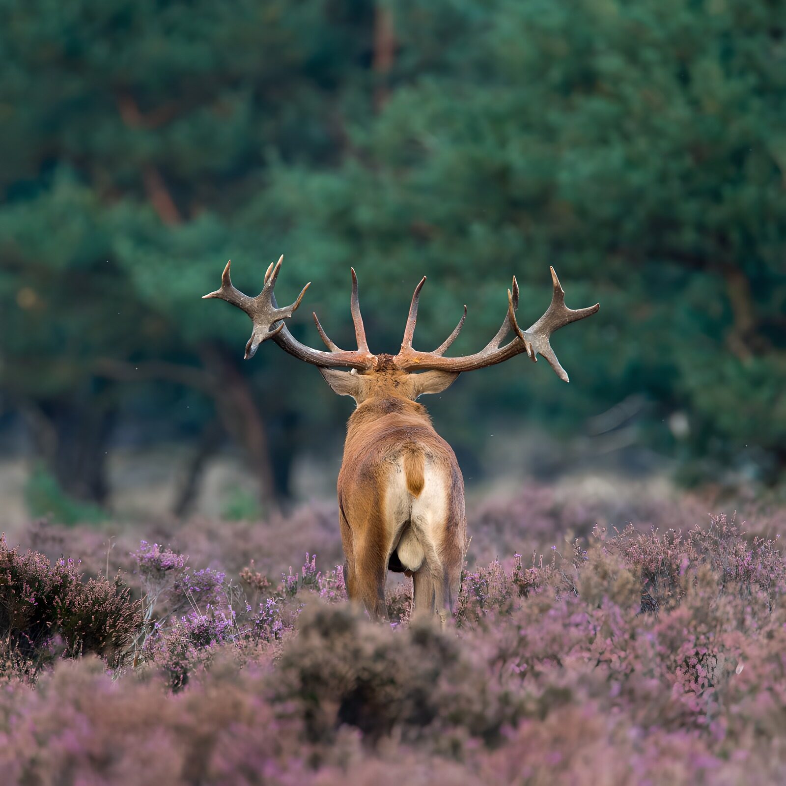 OCUK42488: Majestic Stag in Floral Landscape