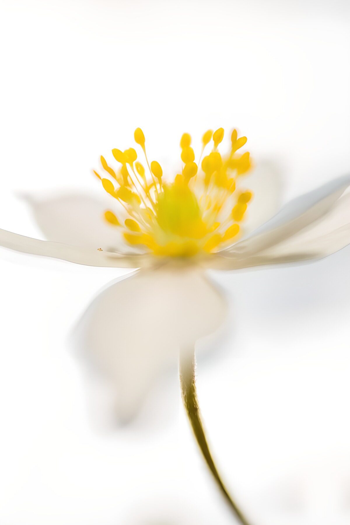 Delicate Blossom in Soft Light