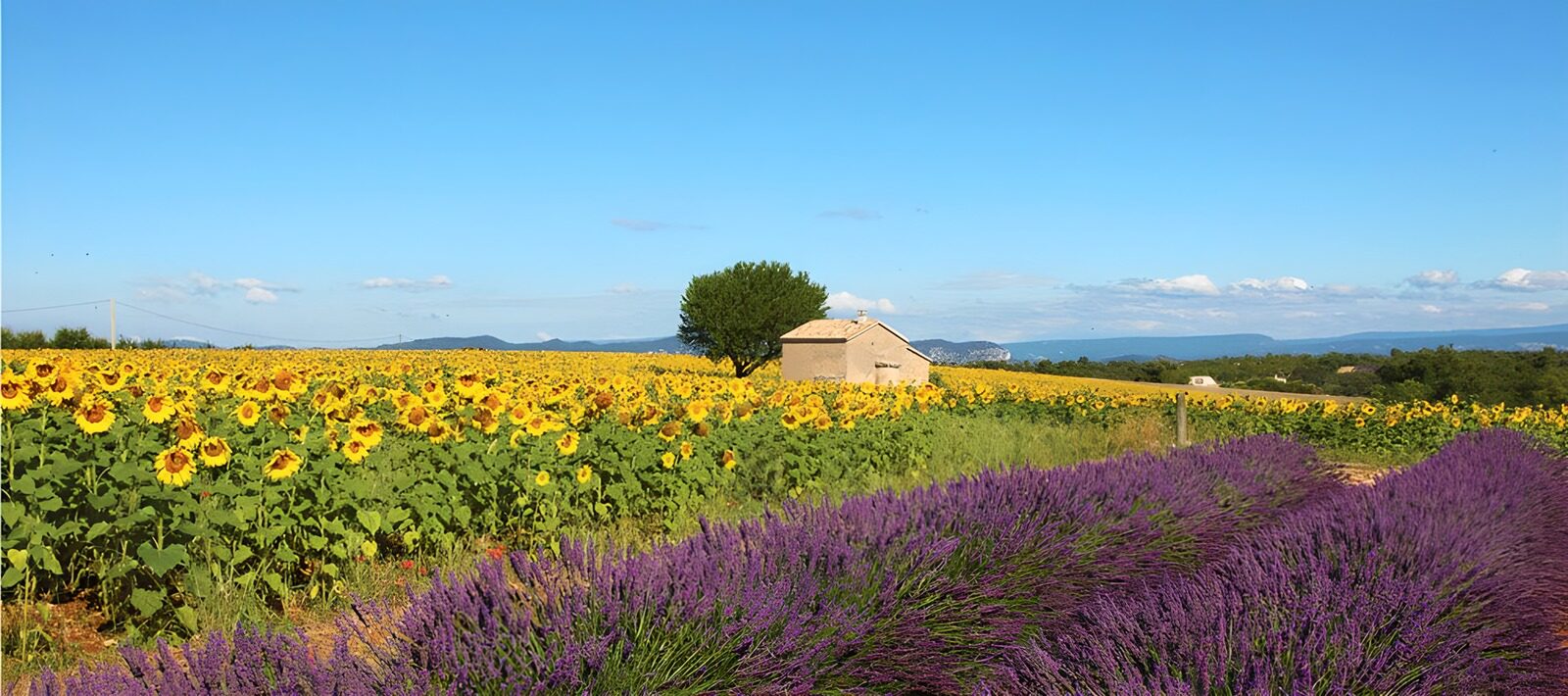 OCUK73851: Panoramic view with a house, sunflower and lavender fields