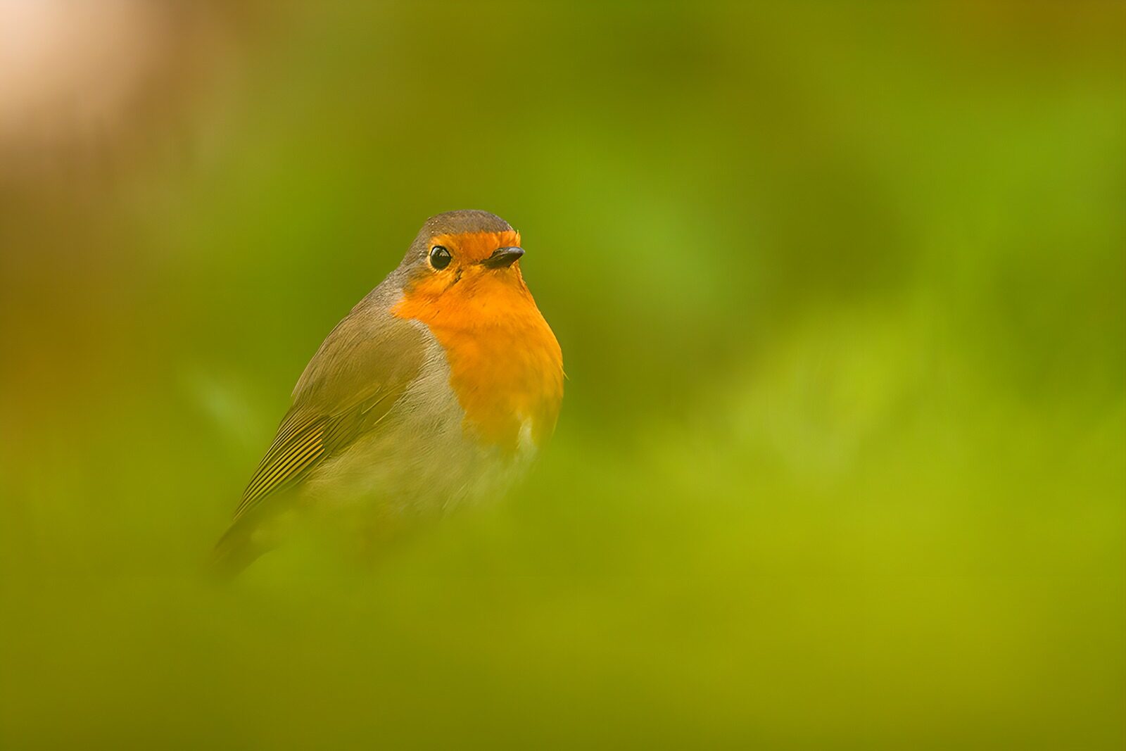 OCUK11460: Charming Robin in Soft Focus
