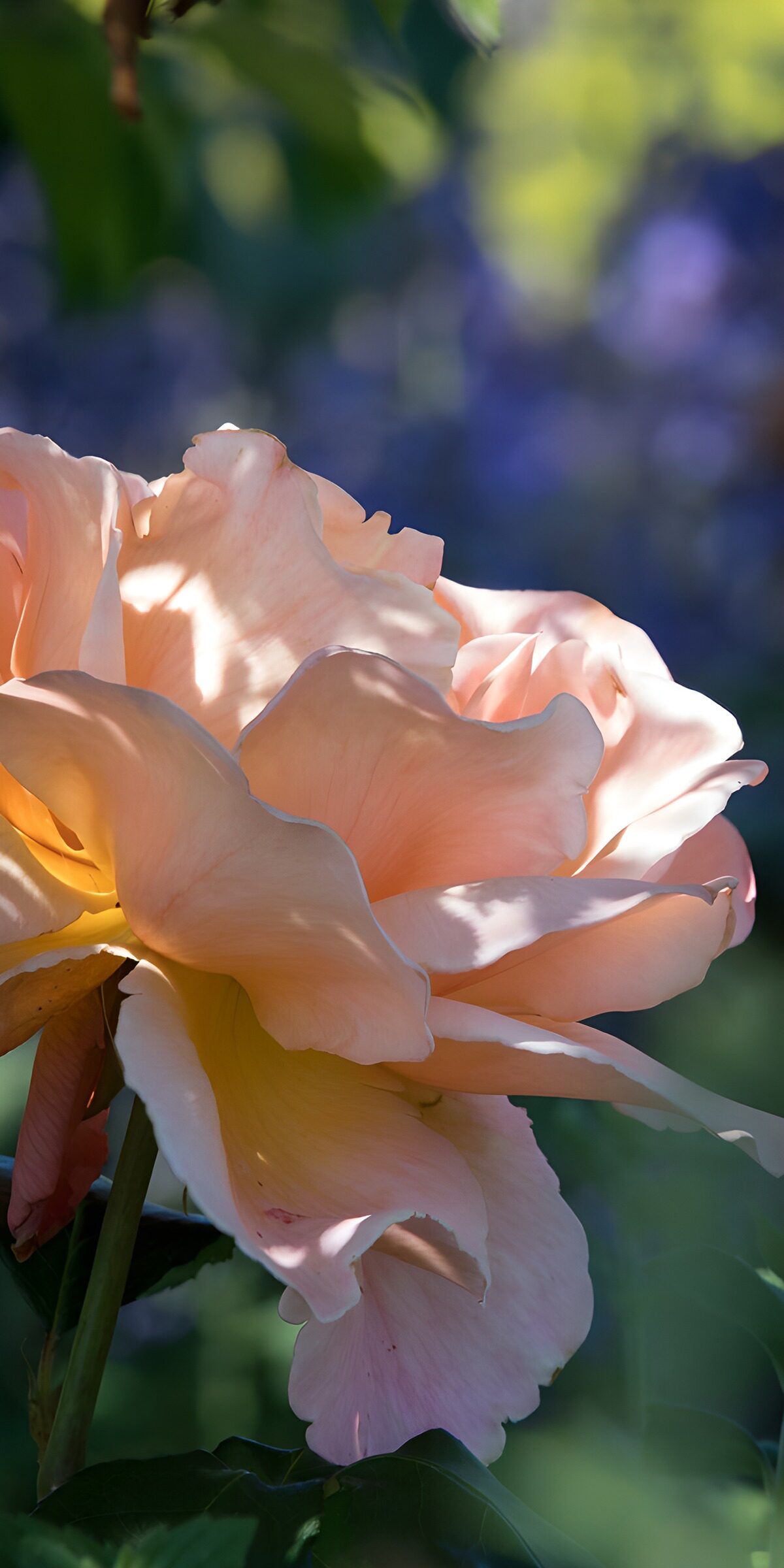 OCUK38335: Soft Rose Blossom in Morning Light