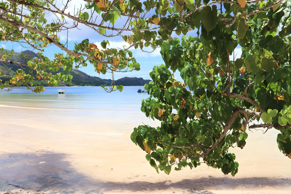 OCUK63082: Serene Beachside Vibes