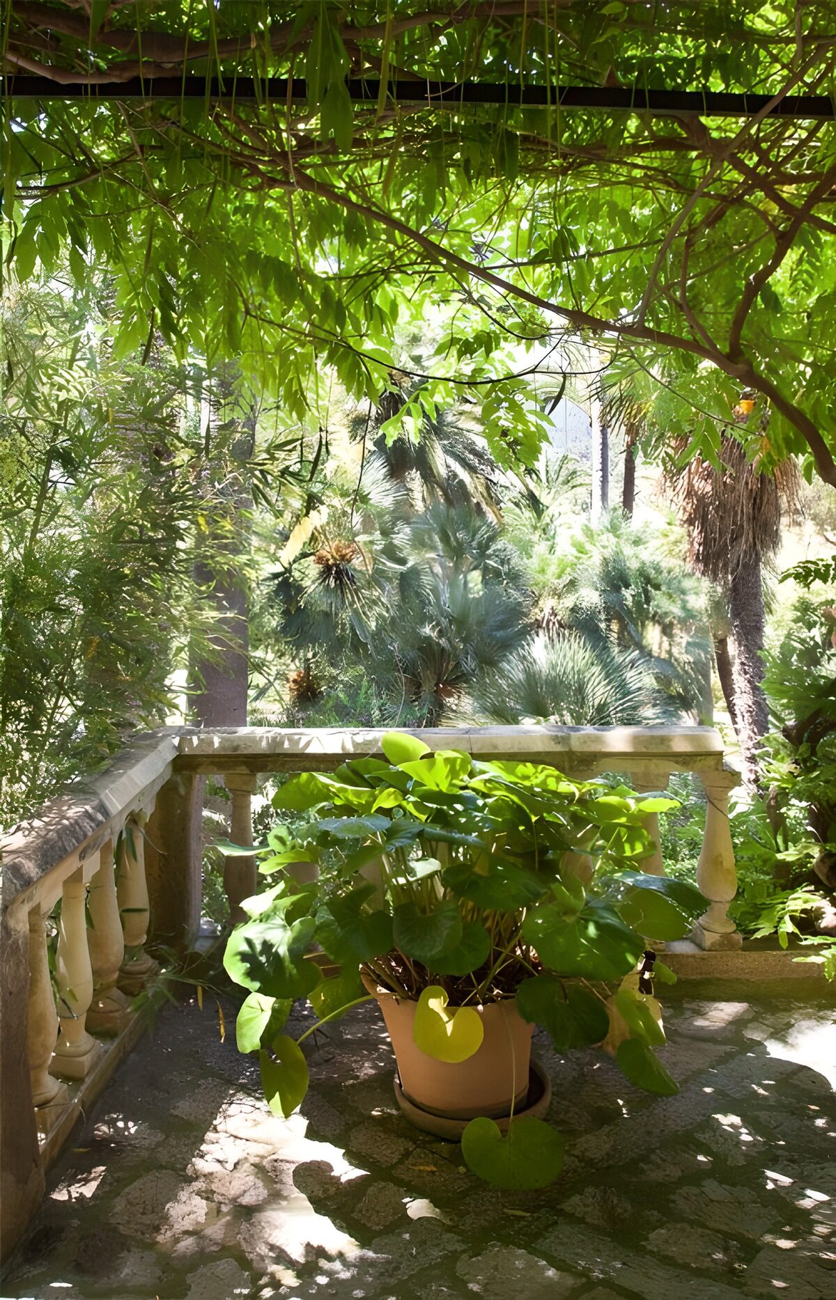 OCUK35172: Flowers on a sunny balcony