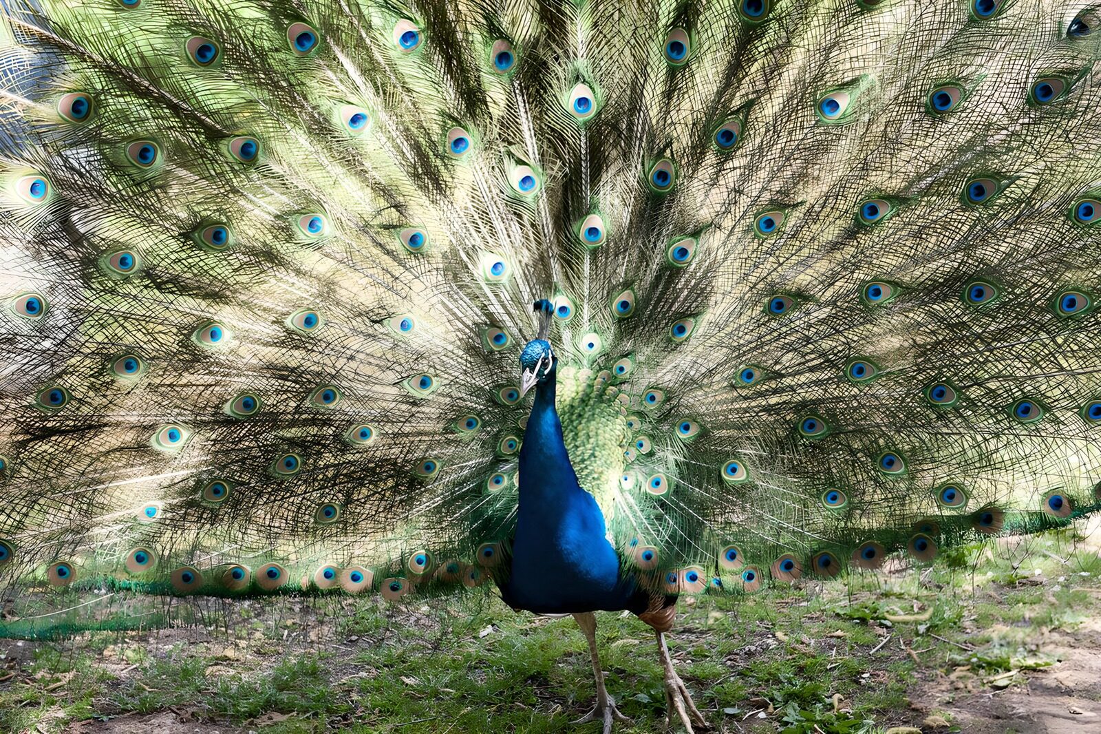 OCUK91350: Majestic Peacock Display