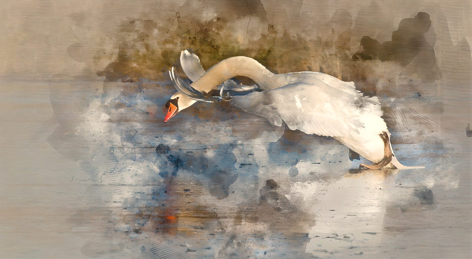 OCUK52055: Elegant Swan Gliding Over Water