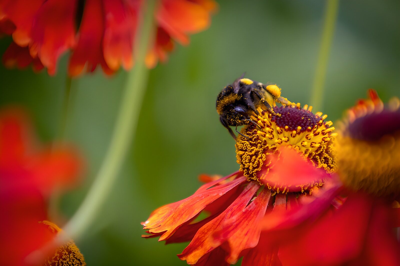 OCUK57823: Bumblebee on Red Flower
