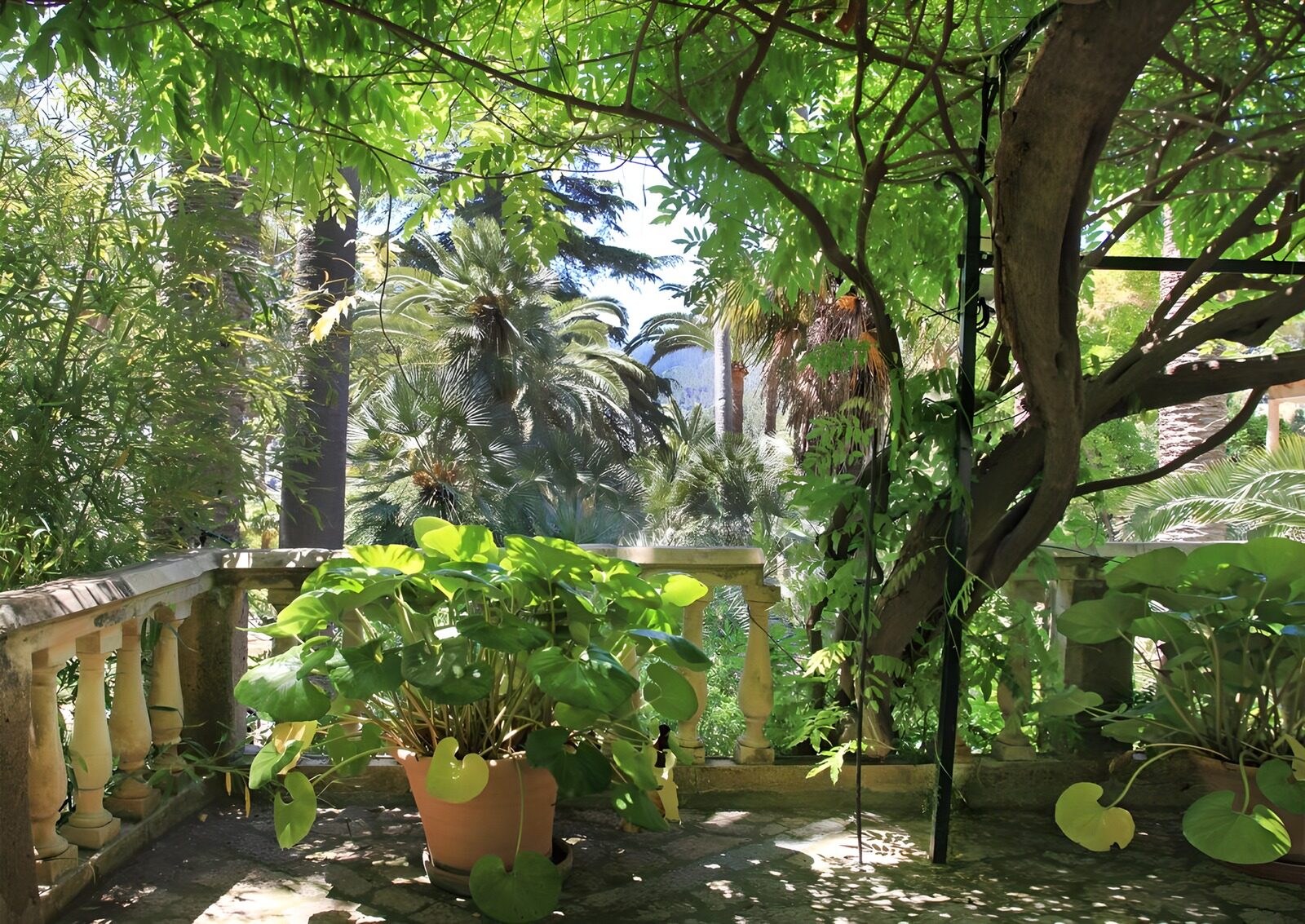 OCUK74650: Lush Green Oasis in Nature