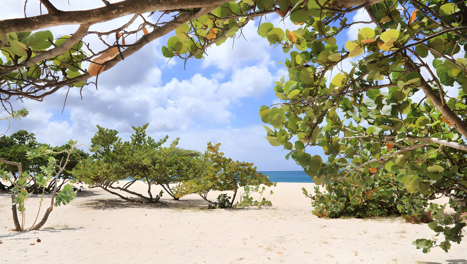 OCUK67450: Serene Beach Oasis Through the Trees