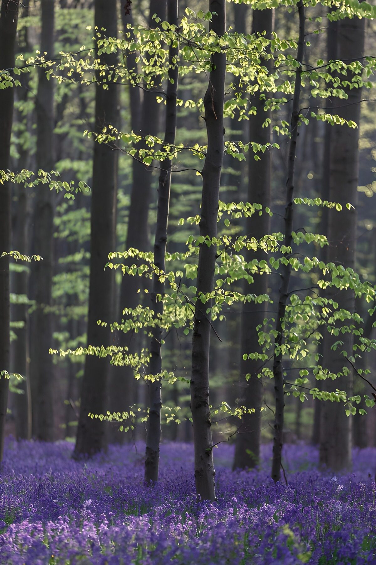 OCUK82505: Enchanted Bluebell Forest