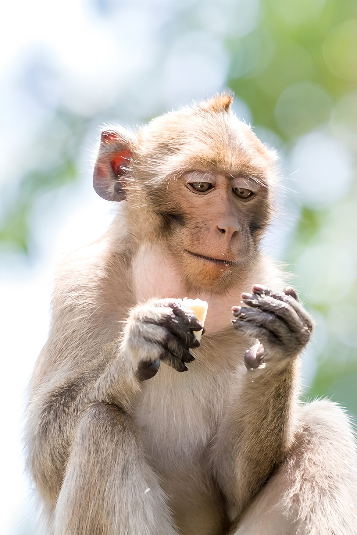 OCUK44405: Curious Monkey Enjoying a Snack