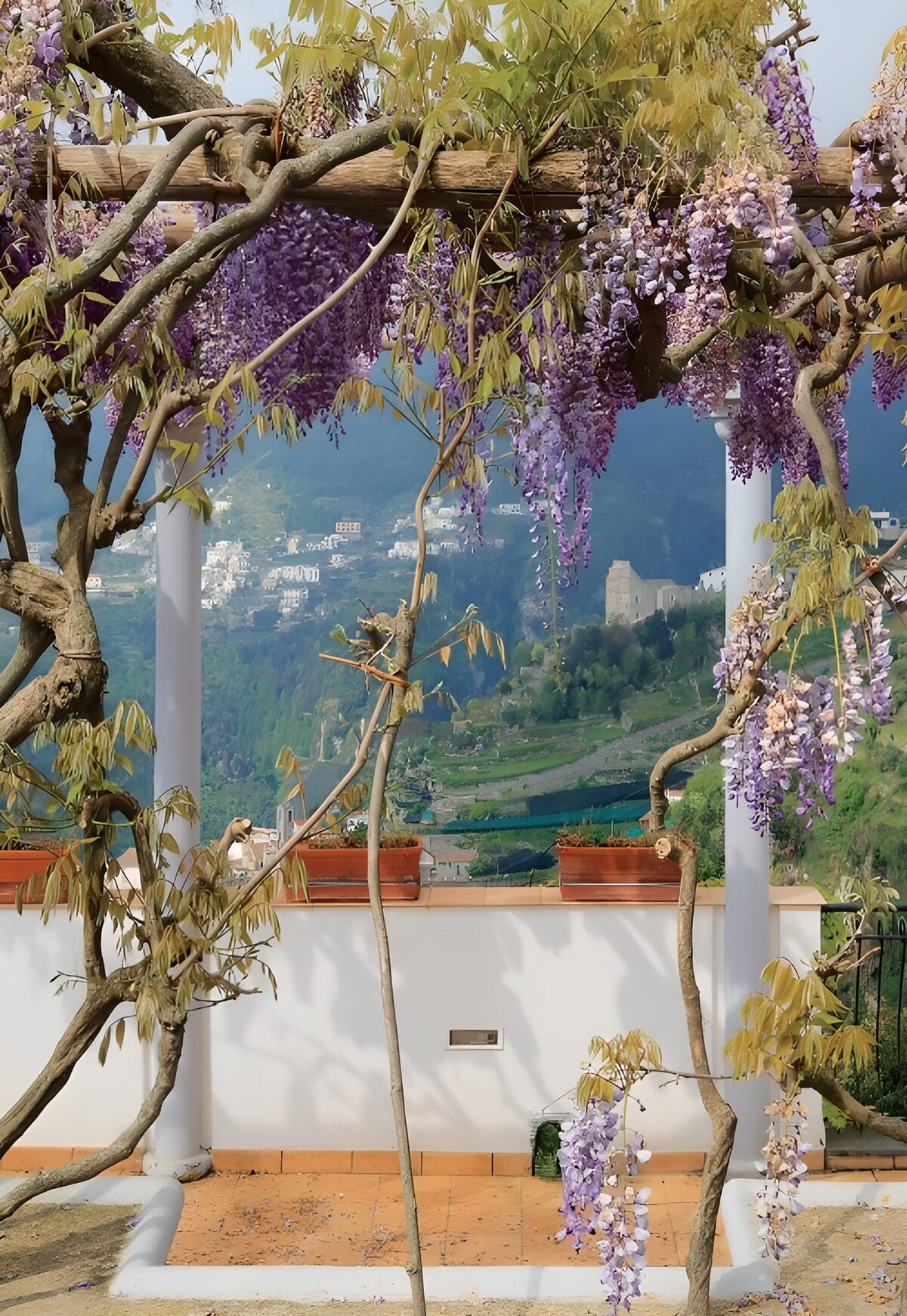 OCUK98988: Wisteria Blooms Over Scenic Landscape