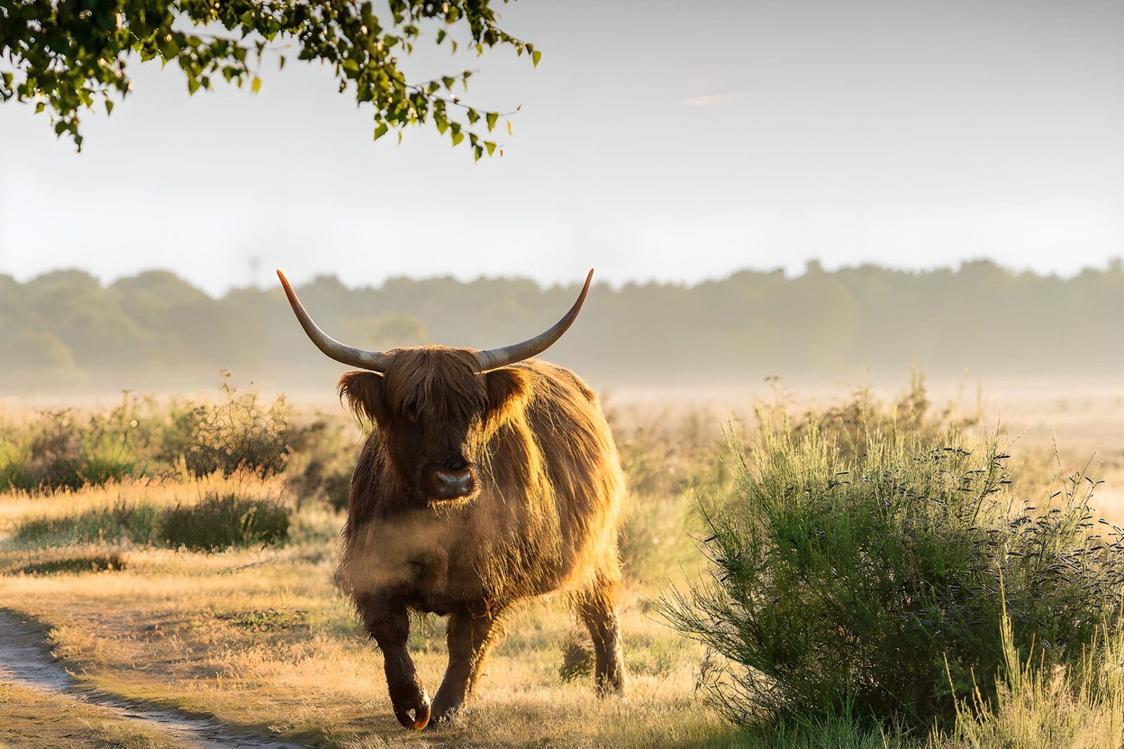 OCUK68511: Majestic Highland Cow in Morning Mist