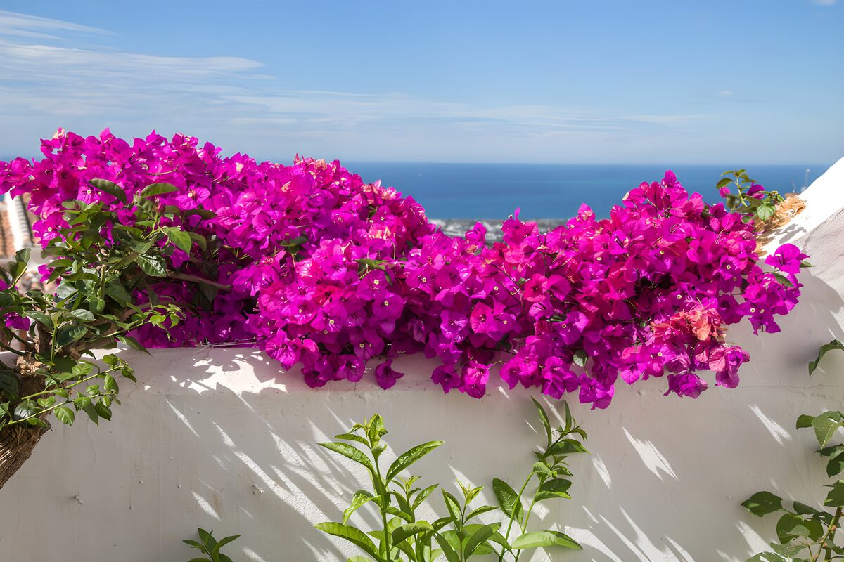OCUK23051: Vibrant Bougainvillea by the Seaside