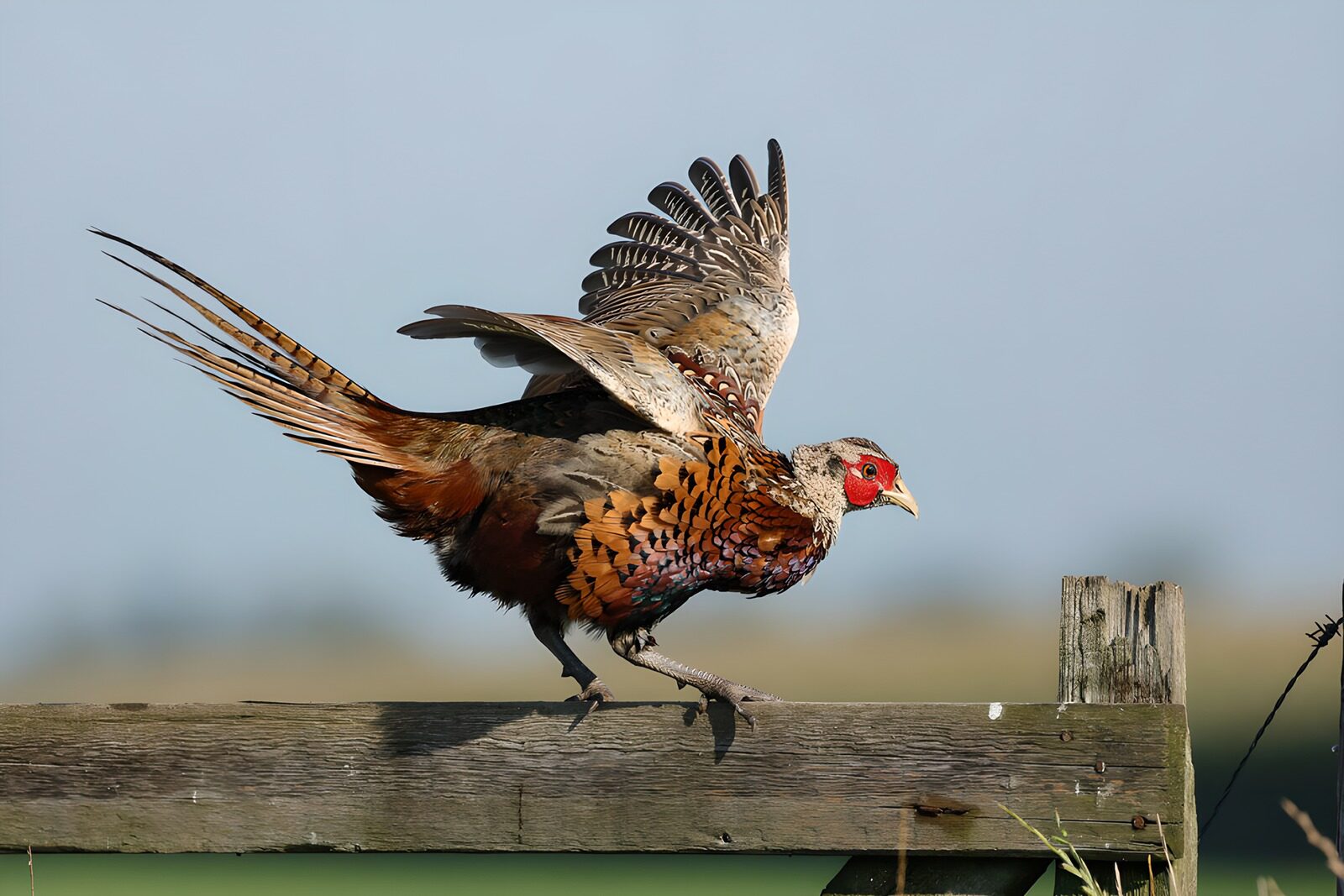 OCUK16235: Colorful Pheasant in Motion