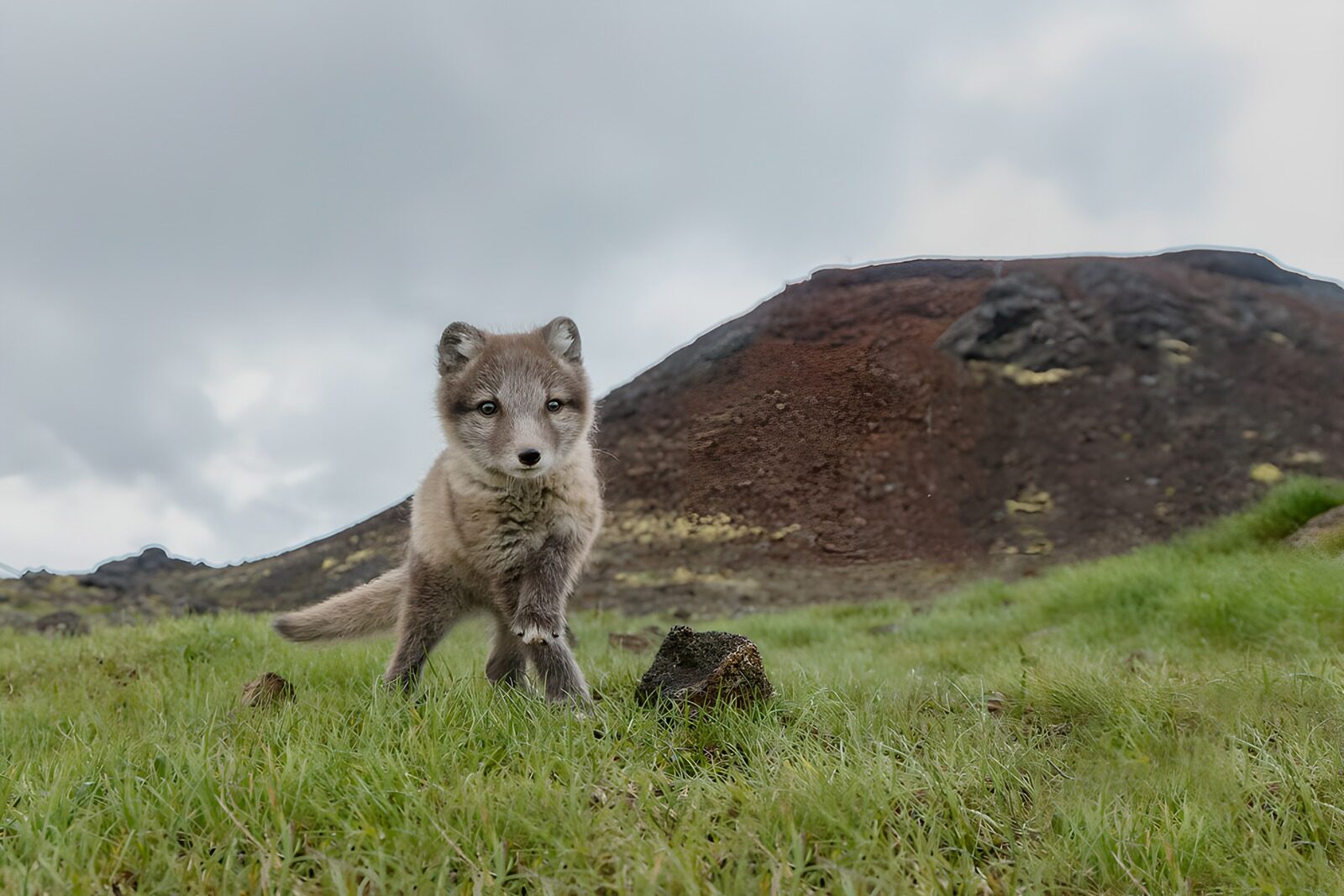 OCUK59009: Arctic Fox in a Scenic Landscape