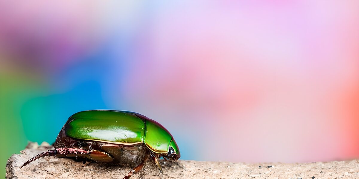 OCUK62315: Vibrant Green Beetle on a Log