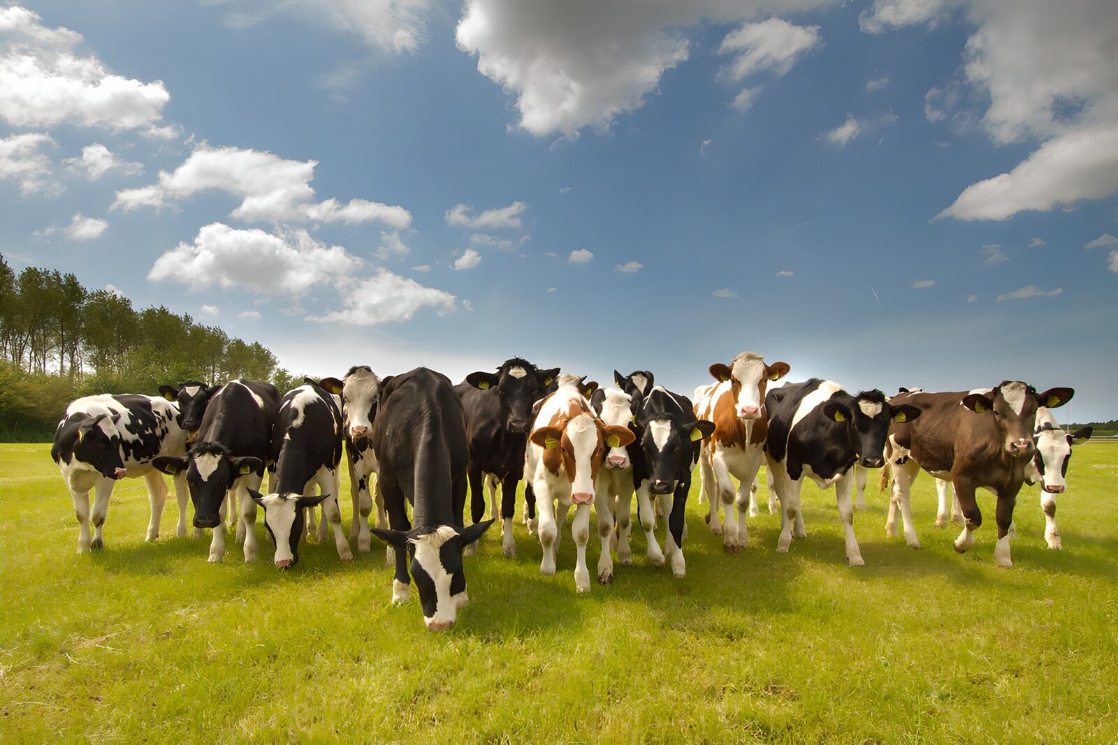 OCUK61712: Herd of Cows in a Green Pasture