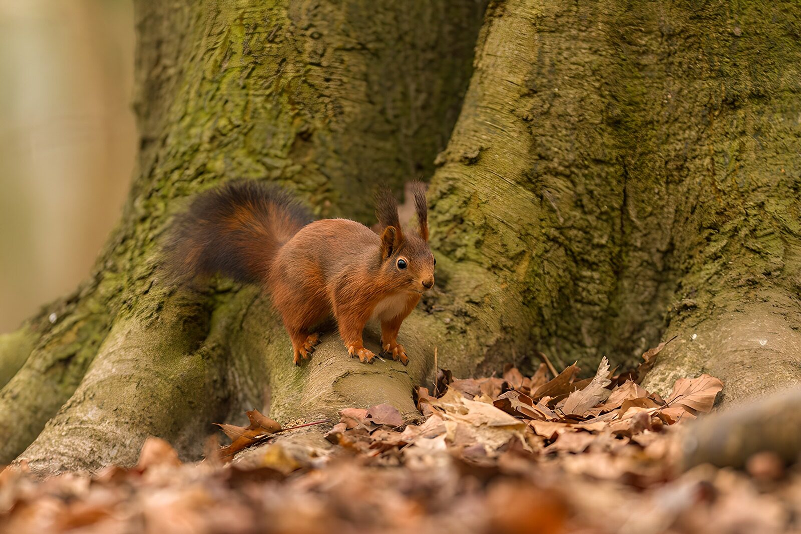OCUK91844: Playful Squirrel Among Autumn Leaves
