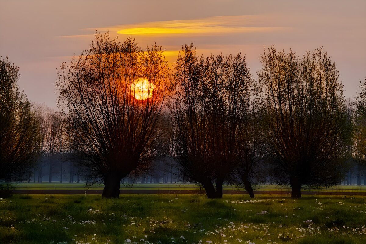 Meadow at sunset with trees and sun behind them