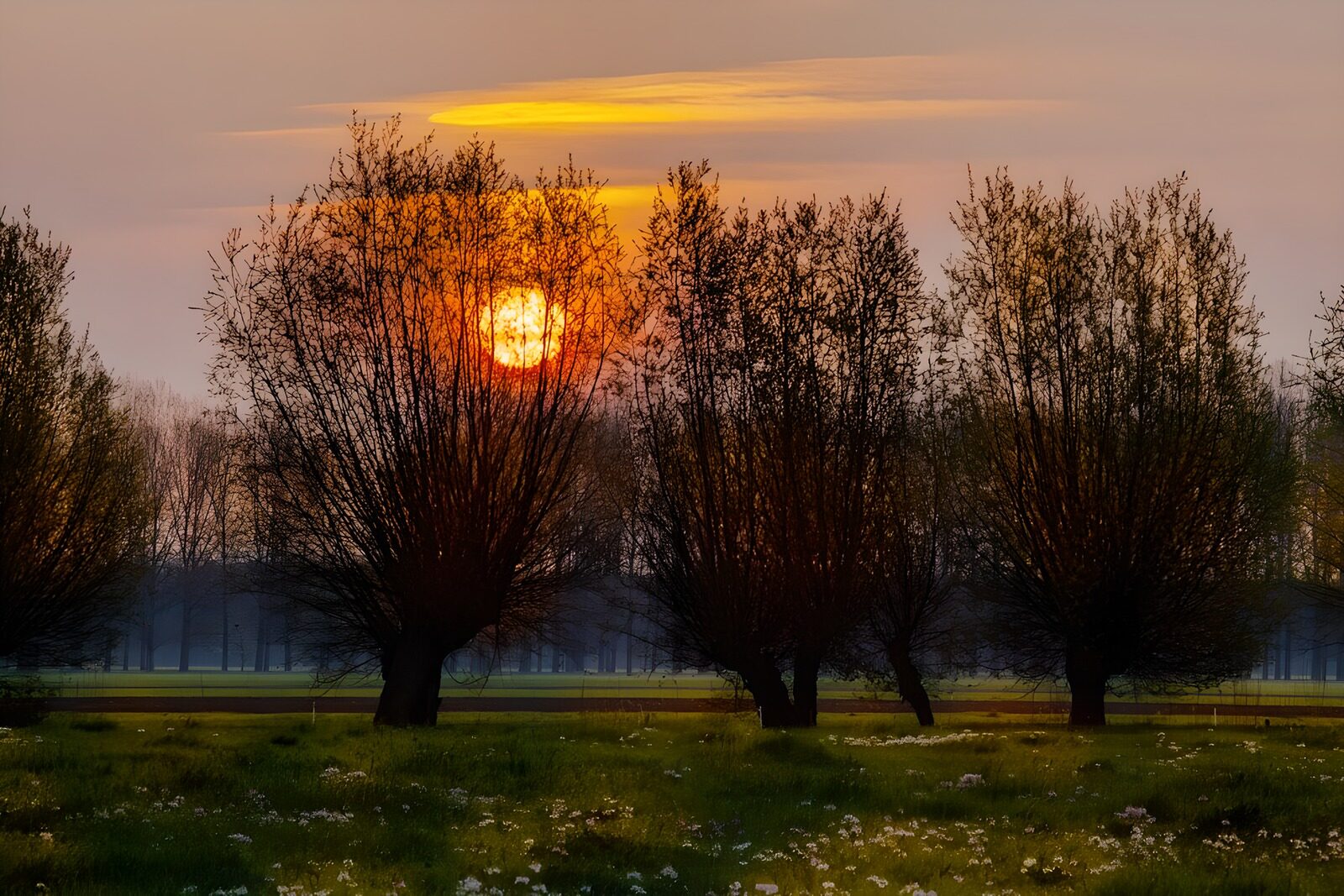 OCUK14759: Meadow at sunset with trees and sun behind them