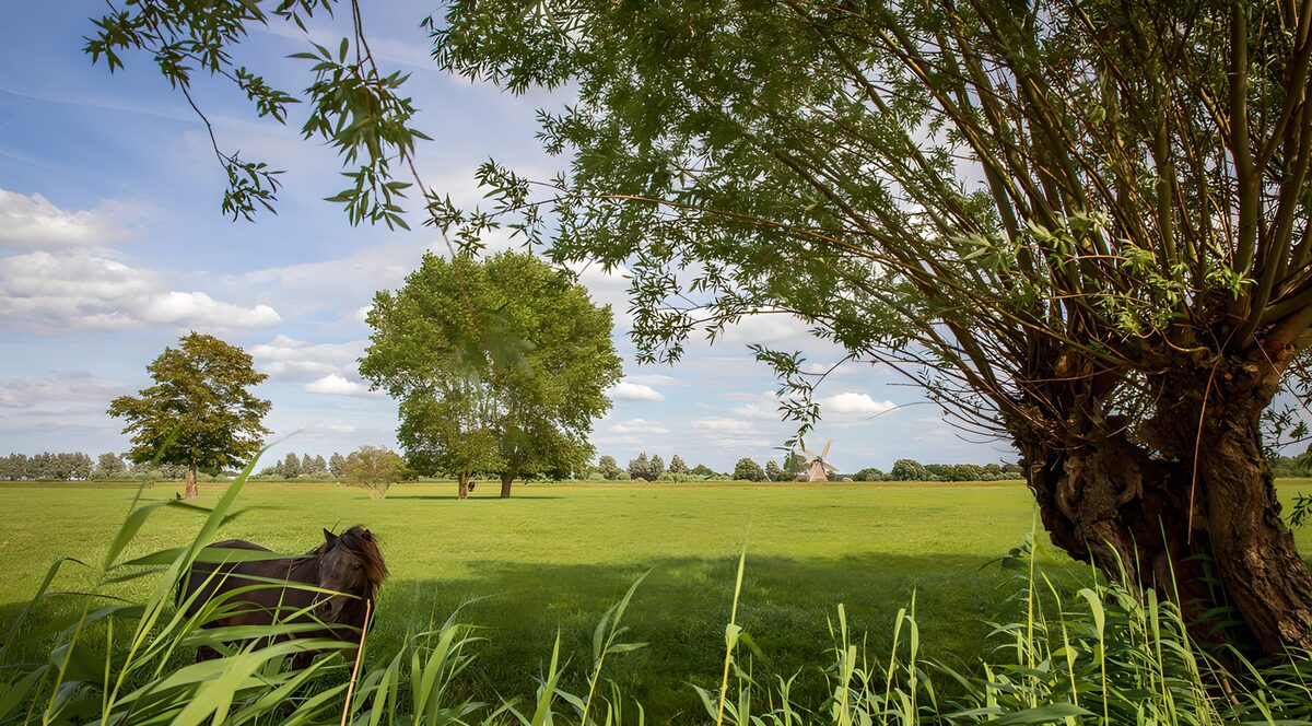 OCUK21375: Tranquil Meadow with Trees and Horse