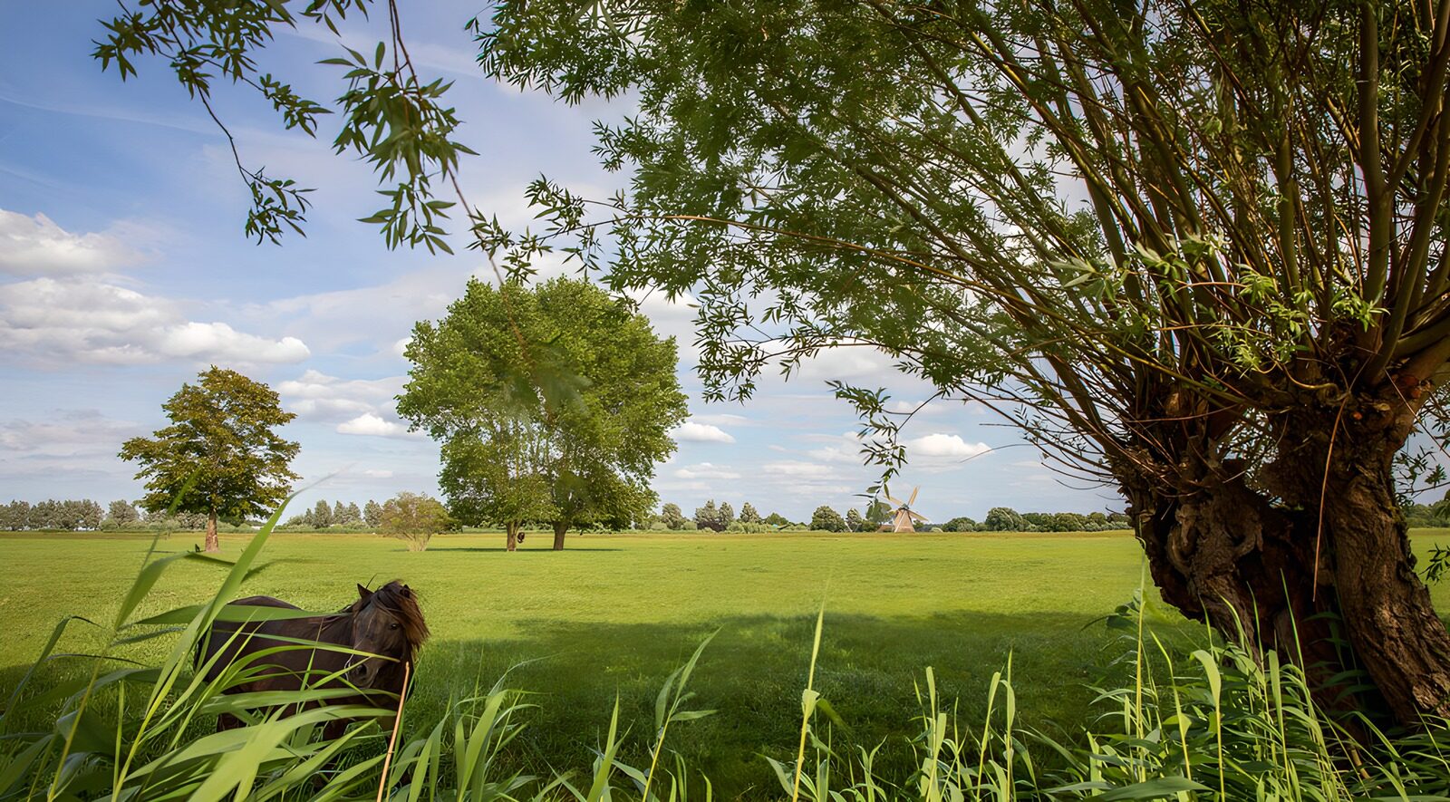 OCUK21375: Tranquil Meadow with Trees and Horse