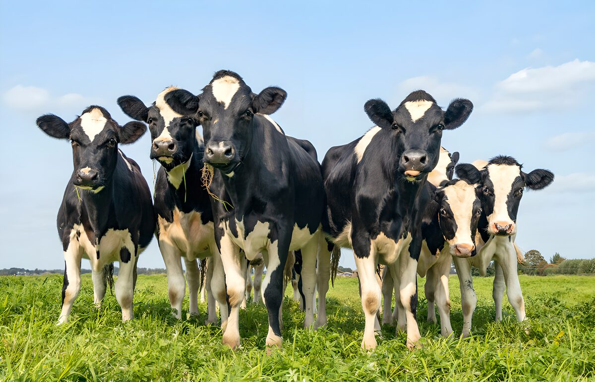 OCUK37925: Curious Cows in the Meadow
